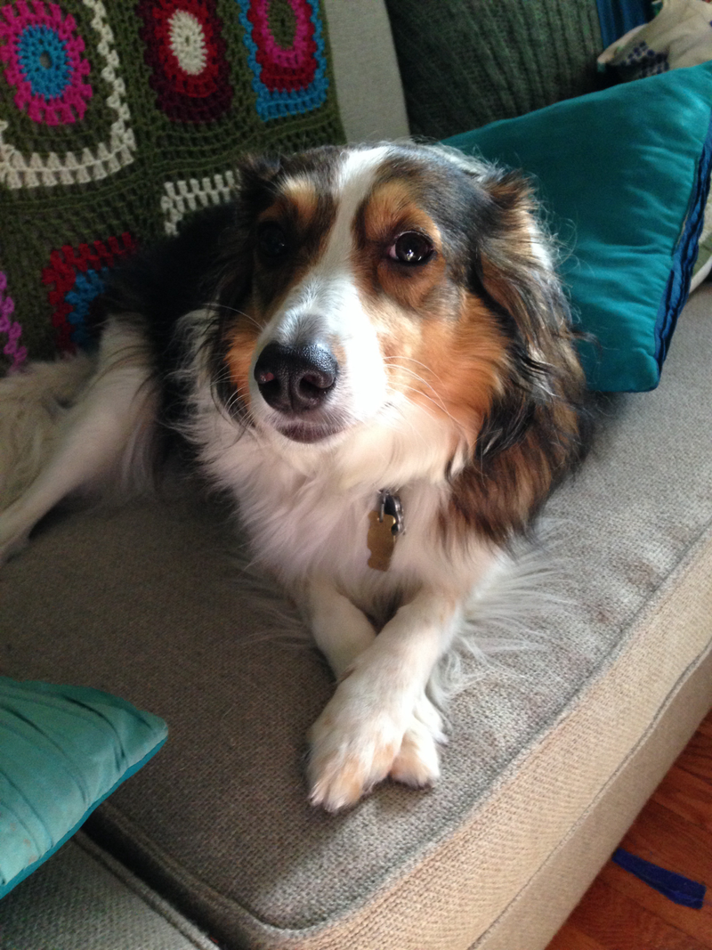 Illustration for article titled My dog is humiliating